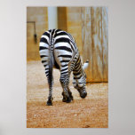 Zebra Tail posters