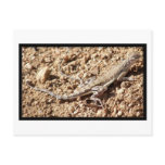 Zebra-Tailed Lizard Post Card