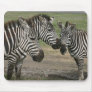 Zebra Talk - Mousepad