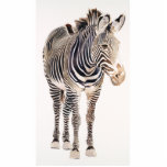 "Zebra" Watercolor Wildlife Art photo sculptures