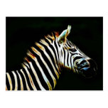 Zebra with black and white stripes in Africa Postcard