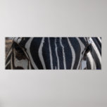 Zebra Zebra on the wall posters