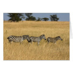 Zebras Cards