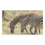 zebras graze stickers