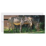 Zebras Having A Snack Customized Rack Card