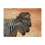 Zebras postcards