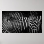 Zebras Print