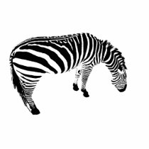 zeebra
