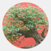 Zelkova bonsai tree sticker