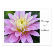 Zen Flower- Dahlia Postcard