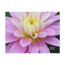 Zen Gratitude Postcards