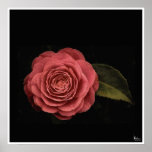 Zen Rose posters