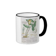 Zingiber latifolium and Amomum, 1754 Coffee Mug