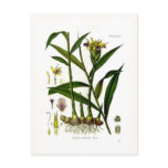 Zingiber officinalis (ginger) postcards