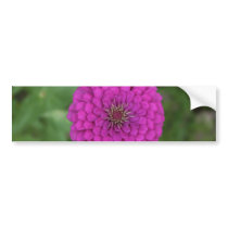 Zinnia