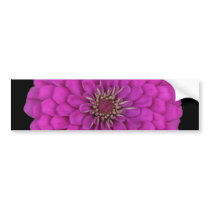 Zinnia