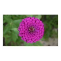 Zinnia