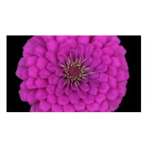 Zinnia