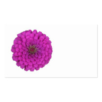 Zinnia