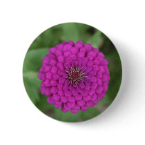 Zinnia