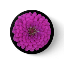 Zinnia