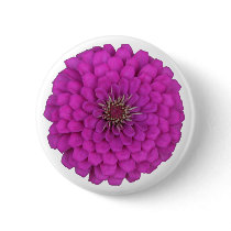 Zinnia
