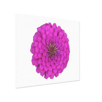 Zinnia