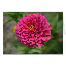 Zinnia