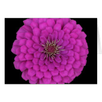 Zinnia