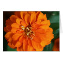 Zinnia Card