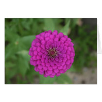 Zinnia