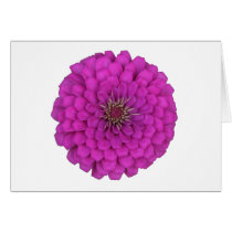 Zinnia
