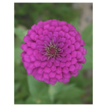 Zinnia