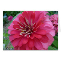 Zinnia Greeting Card