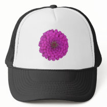 Zinnia