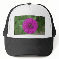 Zinnia