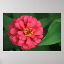 Zinnia in bloom.... print