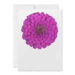 Zinnia invitations