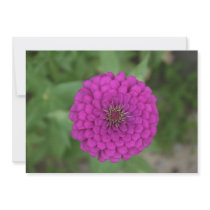 Zinnia