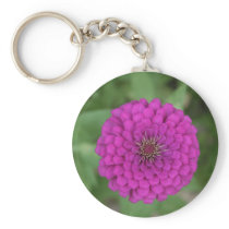 Zinnia