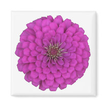 Zinnia
