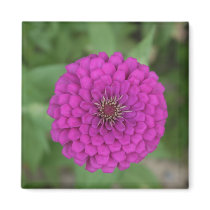 Zinnia