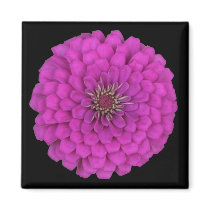 Zinnia