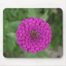 Zinnia