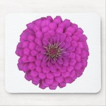 Zinnia