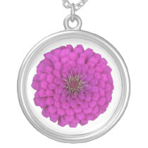 Zinnia