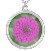 Zinnia
