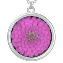 Zinnia