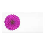 Zinnia photo cards