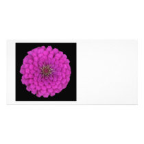 Zinnia